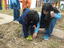 A plantar alfaces, interação alunos do 5.º ano com os educandos da sala dos 3 anos.